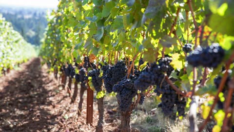 How Martin Luther’s Faith Alone Protestant gospel defies the Ante Nicene gospel and Scripture itself