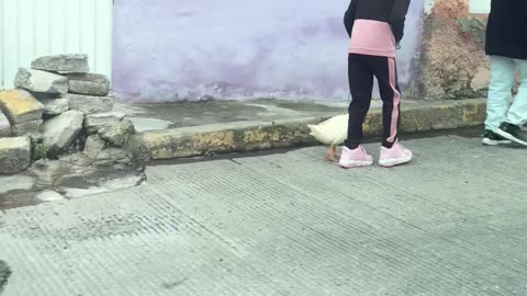 Walking The Duck On A Leash