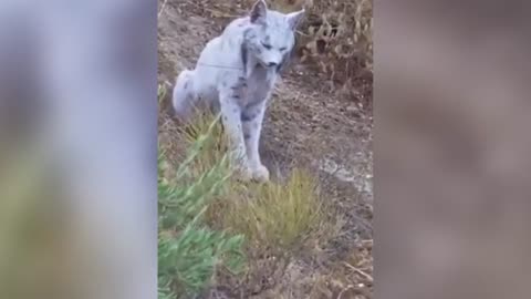 'Mythical' Iberian lynx captured on camera for the first ever in Spain