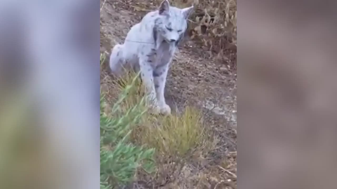 Mythical Iberian lynx captured on camera for the first ever in Spain