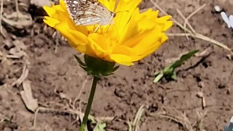 "Butterfly Coreopsis Bump"