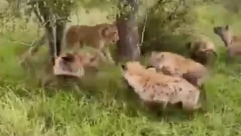 animals