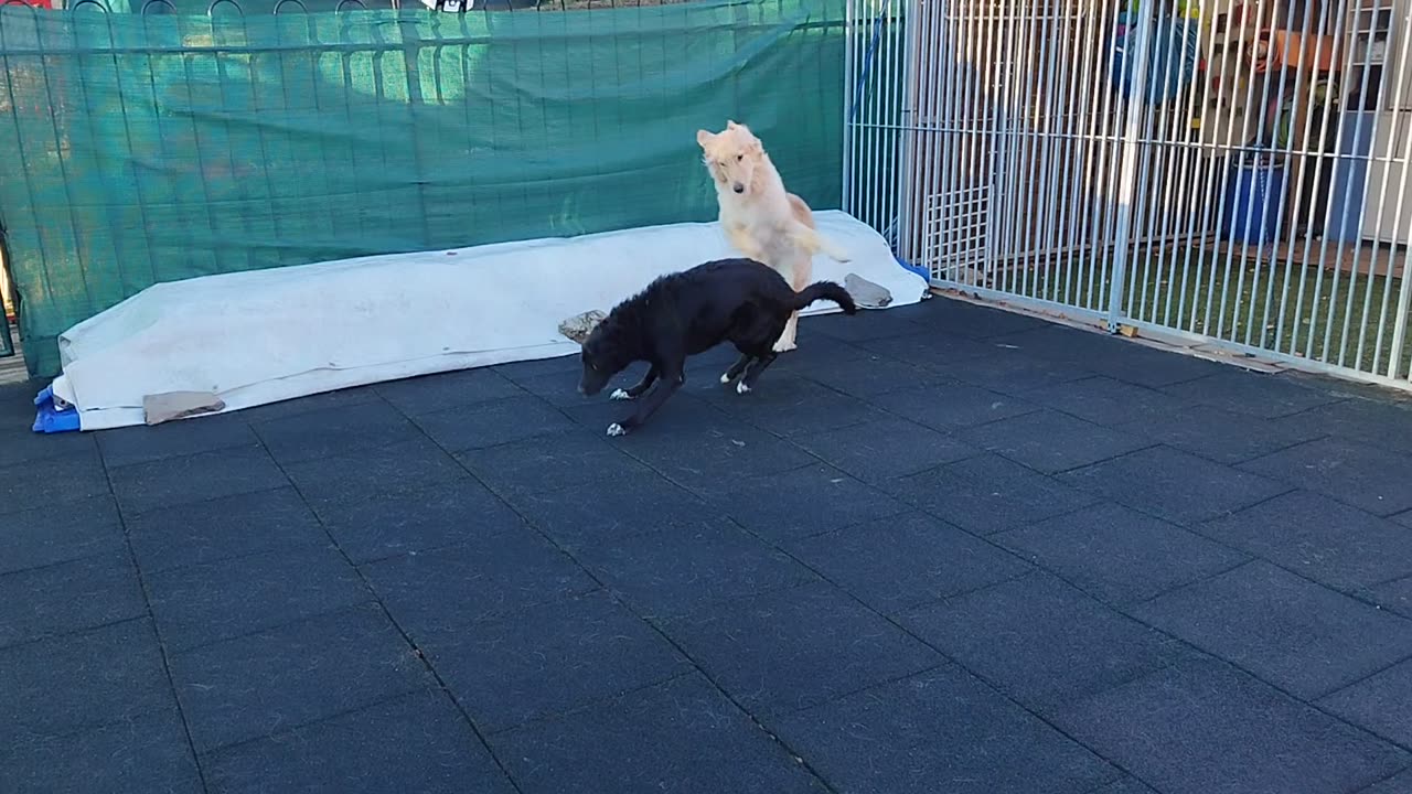 Funny dogs playing