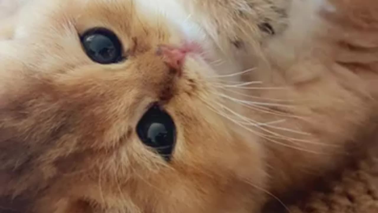 Cute hungry cat needs her milk