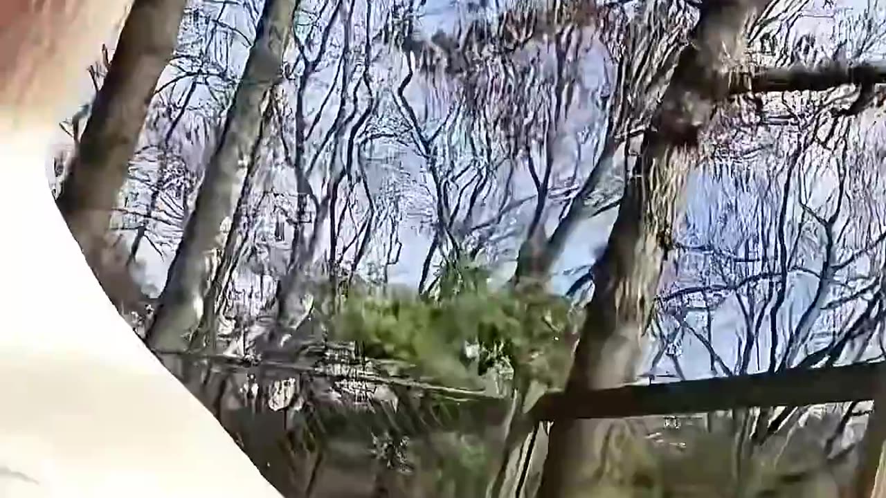 Animals teach us love ❤️ #monkey #pig #dog #duck #cow #chicken #animals