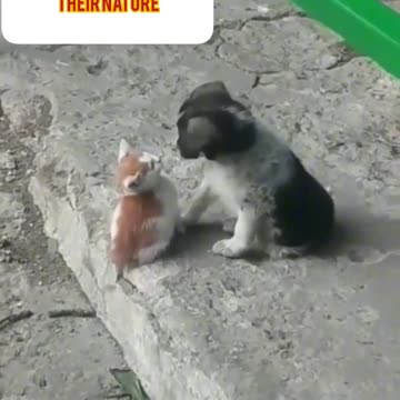 : عاشقانه‌ترین صحنه بین دو کوچولوی بامزه The sweetest moment between two little cuties