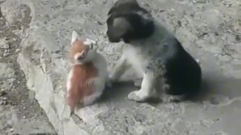 : عاشقانه‌ترین صحنه بین دو کوچولوی بامزه The sweetest moment between two little cuties