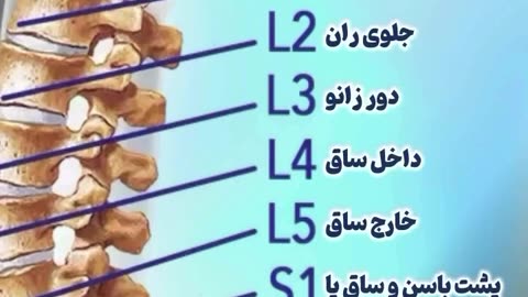 دیسک های کمر و شناسایی