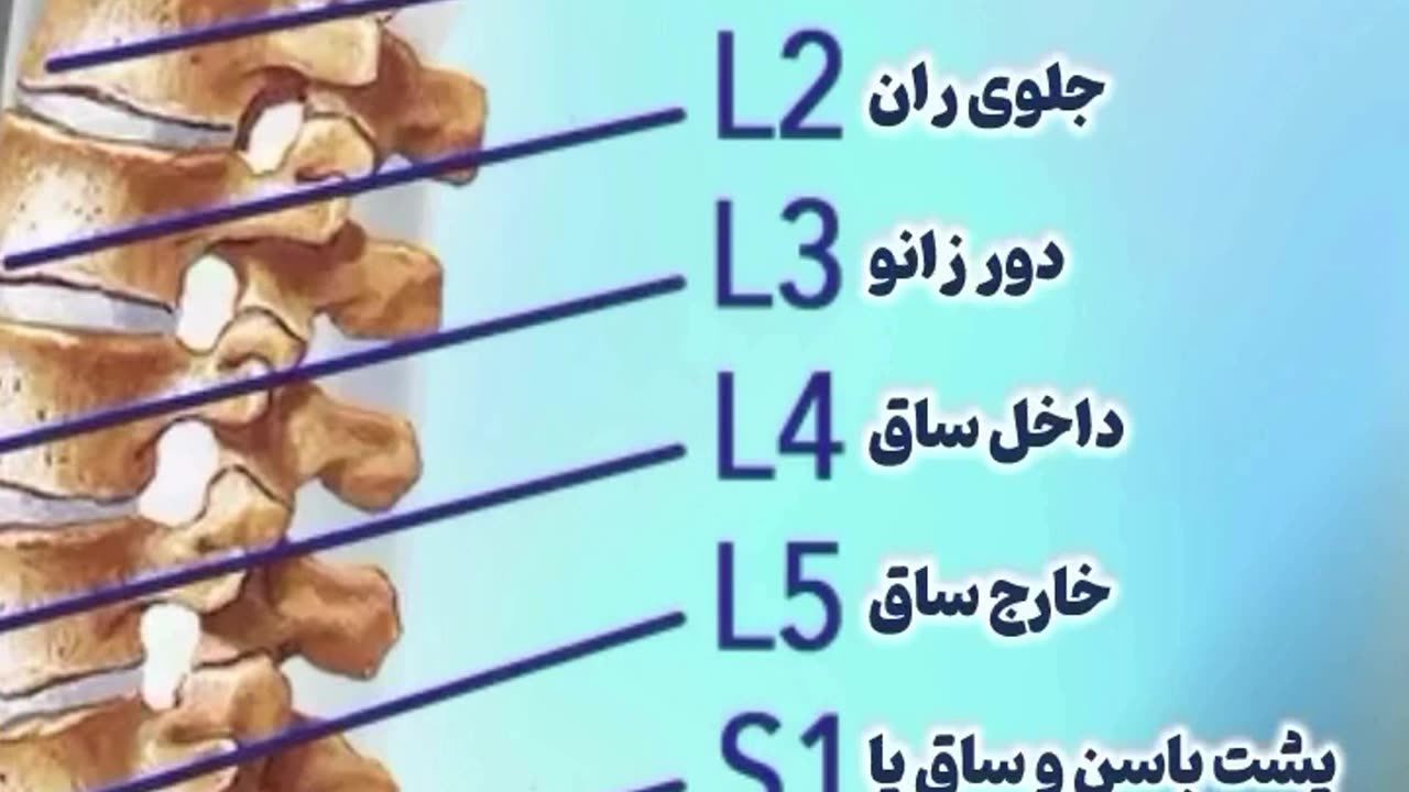 دیسک های کمر و شناسایی