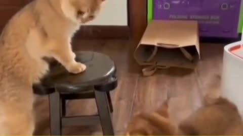 Cat Says ‘NO’ Like a Boss 😂 #Shorts”