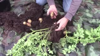 Gardening Quick Tip Number 22 - You Can Grow a Potato From a Peeling