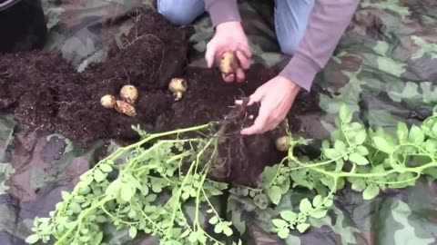 Gardening Quick Tip Number 22 - You Can Grow a Potato From a Peeling