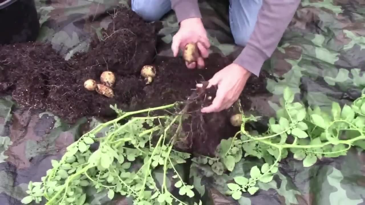 Gardening Quick Tip Number 22 - You Can Grow a Potato From a Peeling