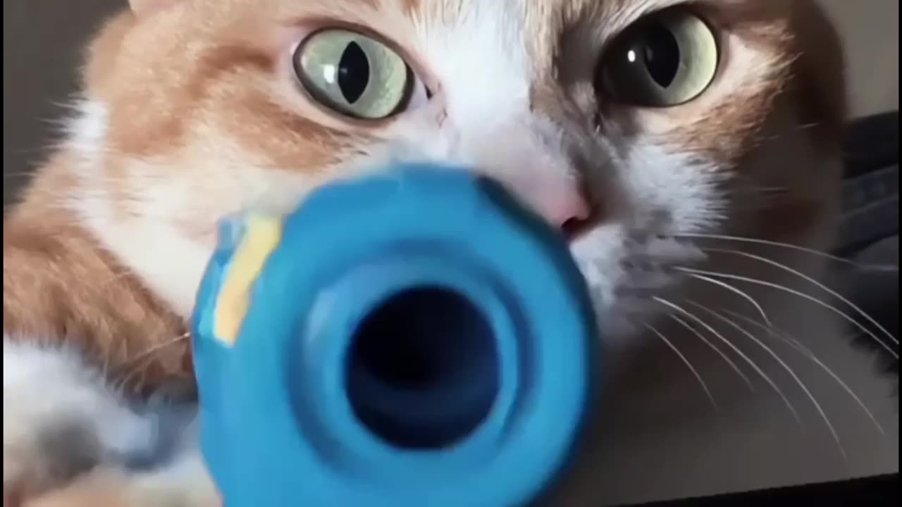 When Your Cat Turns Into a Gangster 😼🔫 | Hilarious Cat Moment