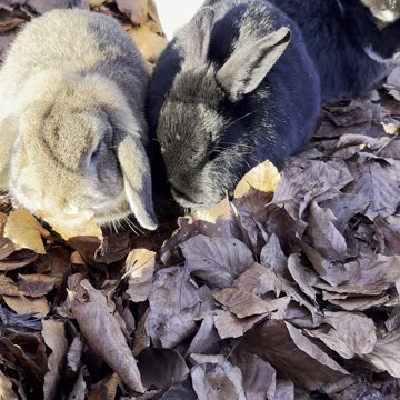 Lop Bunny “Treat Radar” Look (Cute Close-Up)