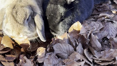 Lop Bunny “Treat Radar” Look (Cute Close-Up)