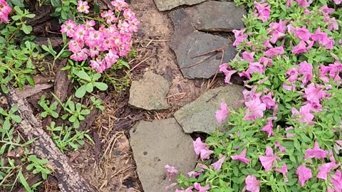 #3 of a potential crowd of stones with two eyes