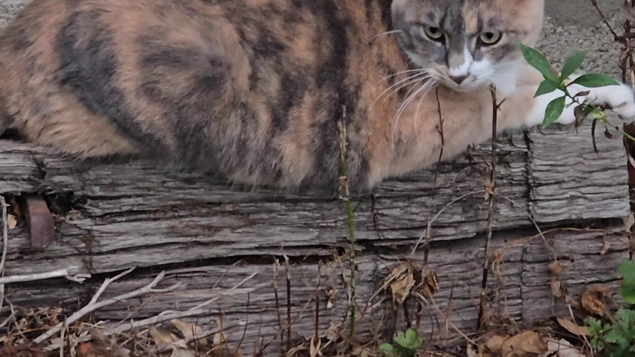 Miss Kitty.