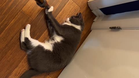 Mittens Will Never Let Me Just Vacuum
