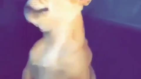 funny animals