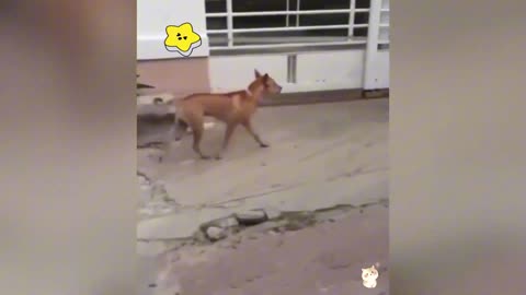 Funny animal moments seri 1