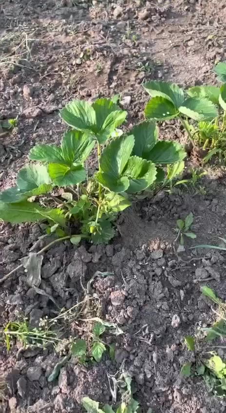 Struggling with poor crop yield and health?....Electroculture