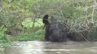 Wild Elephant Swimming