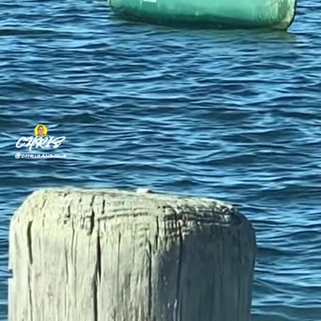 WHO WANTS TO GO FOR A RIDE?