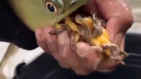 😂🐟 DAD GOALS: He'll Do Anything to Save His Fishy Babies! | FunFM