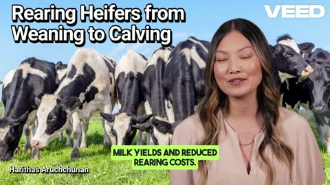 Mastering Heifer Rearing:Weaning to Calving