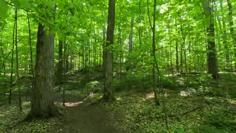 Forest path in a remote part of the woods.