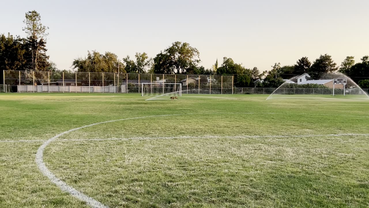 Tokala versus the sprinklers 23908420984209