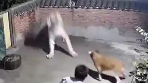 man survive from tiger attack 😭