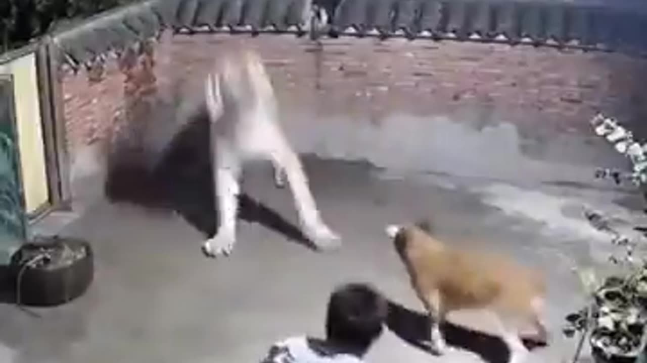 man survive from tiger attack ðŸ˜