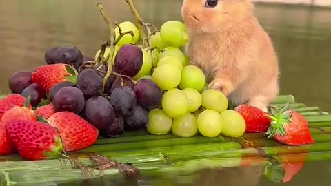 Little Rabbit's Fruit Boat Cute Pet Rabbit Pastoral Little Cute Pet