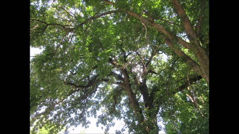 Thanks For The Love Burr Oak Tree 300 yrs old Aug 2024