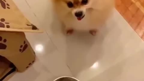 Funny moments for dogs 🐕🐕 😂