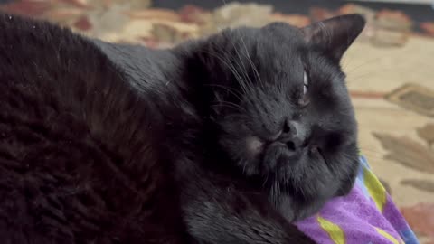 Precious Piper Has a Cute Sleeping Kitty Face - Adopting a Cat from a Shelter Vlog