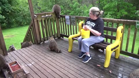 James Blackwood - Raccoon Whisperer