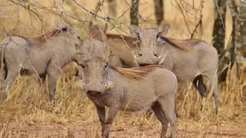Warthogs In Texas