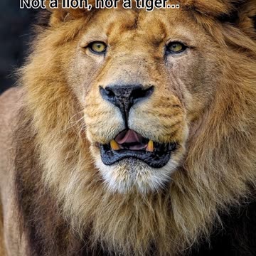 الحيوان الذي يجرؤ على تحدي دب قطبي The Wolverine Monster” |ليان خميس| #معلومات_غريبة #حيوانات_غريبة