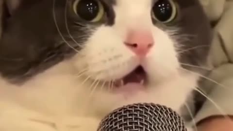😍😍😘🔥 😍💦 FUNNY Animals and pet's💕😘 😘🔥 💕😘 😍💦 💦