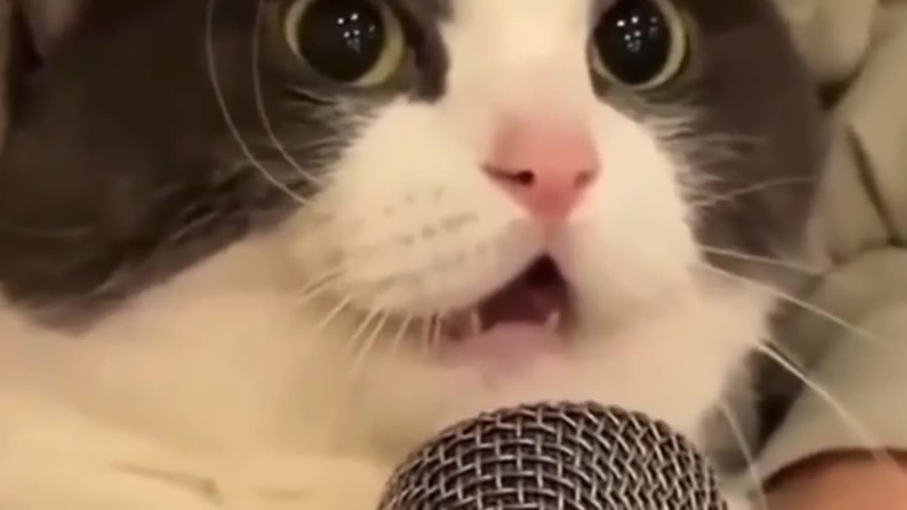 😍😍😘🔥 😍💦 FUNNY Animals and pet's💕😘 😘🔥 💕😘 😍💦 💦