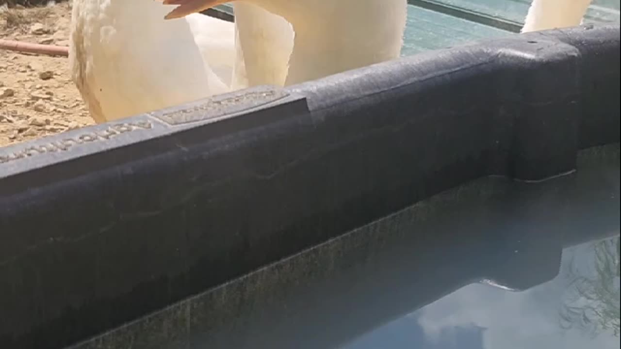Flock it Farm, just flocking around