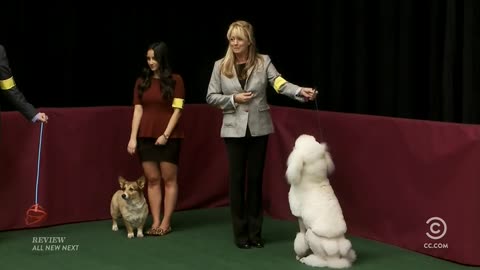 Tosh.0 - [06x05] - Boomer The Dog
