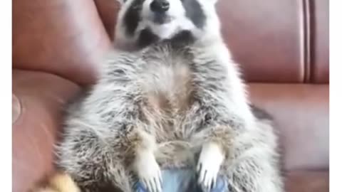 🥇 "Raccoon Caught Vibin' While High on Life 😵‍💫🤣"