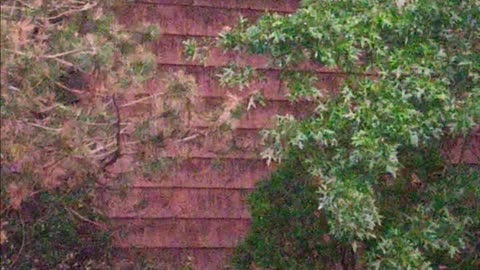 Two raccoons