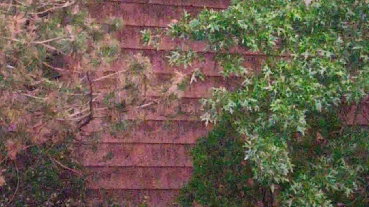 Two raccoons