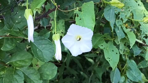 Morning Glories