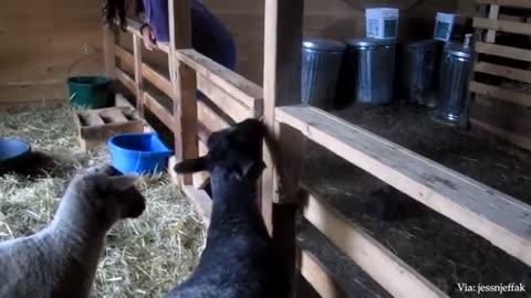 Funniest Animals & Top Dog Moments 2023 — 20 Minutes of Pure Fun! 🐾😂